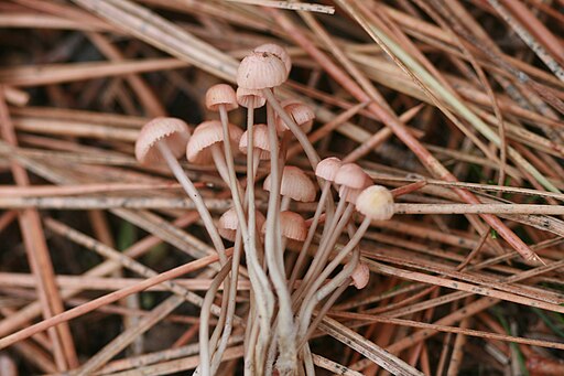Rosaschneidiger Helmling, Mycena rosella