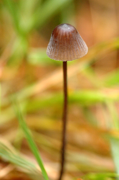 Purpurschneidiger Blut-Helmling, Mycena sanguinolenta