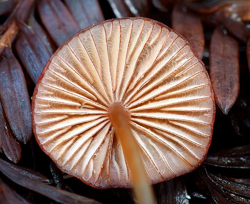 Purpurschneidiger Blut-Helmling, Mycena sanguinolenta