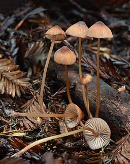 Purpurschneidiger Blut-Helmling, Mycena sanguinolenta