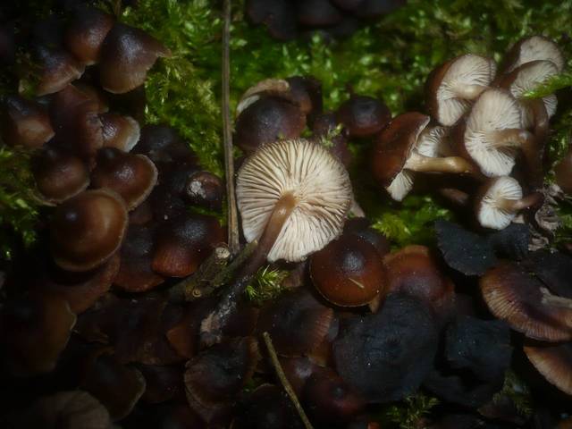 Winter-Helmling, Mycena tintinnabulum
