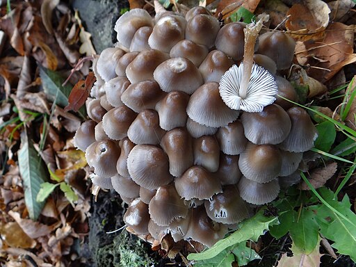 Winter-Helmling, Mycena tintinnabulum