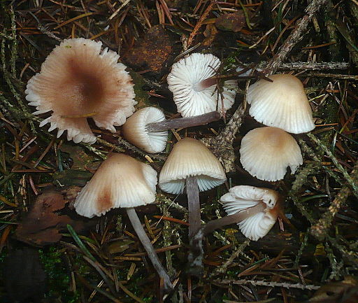 Rostfleckiger Helmling, Mycena zephirus