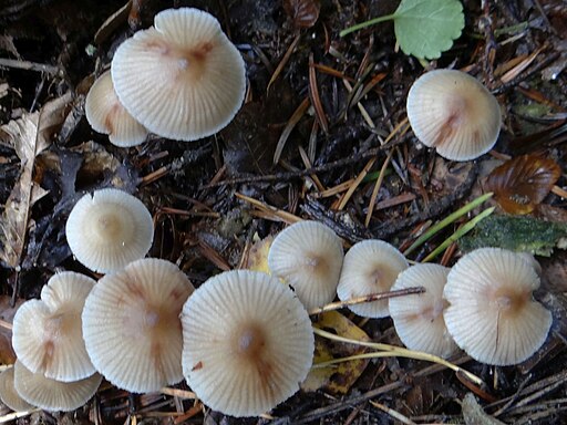 Rostfleckiger Helmling, Mycena zephirus