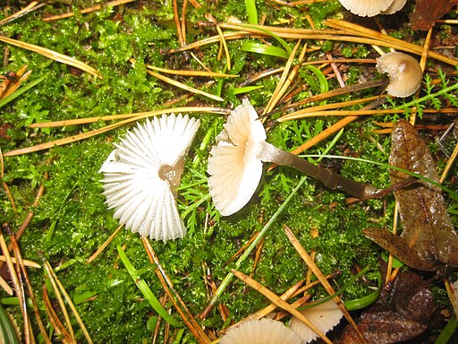 Rostfleckiger Helmling, Mycena zephirus