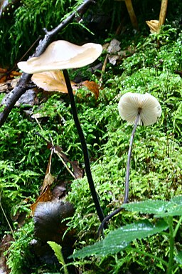 Langstieliger Knoblauchschwindling