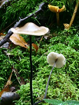 Langstieliger Knoblauchschwindling, Mycetinis alliaceus