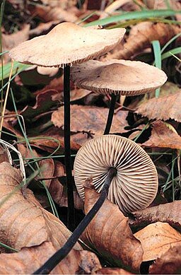 Langstieliger Knoblauchschwindling, Mycetinis alliaceus