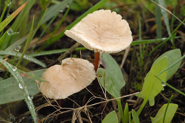Echter Knoblauchschwindling