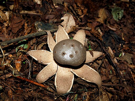 Sieberdstern, Myriostoma coliforme