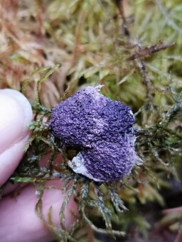 Violetter Myxomycetenpustelpilz, Nectriopsis violacea