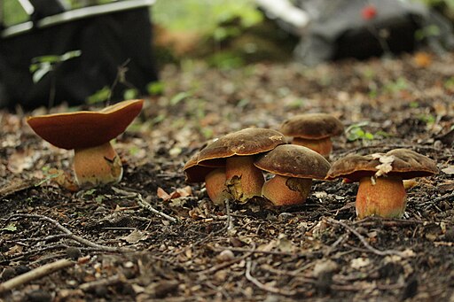 Flockenstieliger Hexen-Röhrling, Neoboletus erythropus