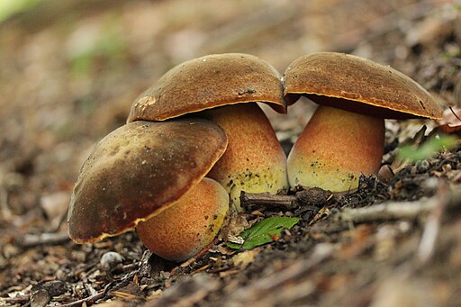 Flockenstieliger Hexen-Röhrling, Neoboletus erythropus