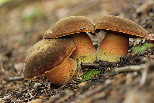Flockenstieliger Hexen-Röhrling, Neoboletus erythropus