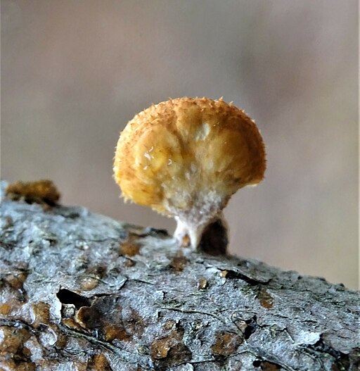 Waben-Stielporling