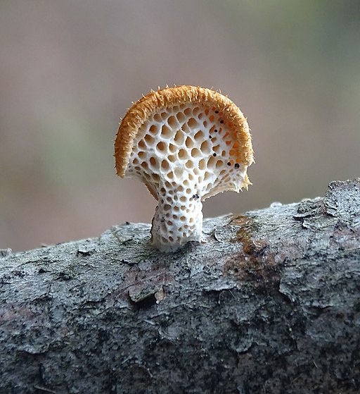 Waben-Stielporling, Neofavolus alveolaris