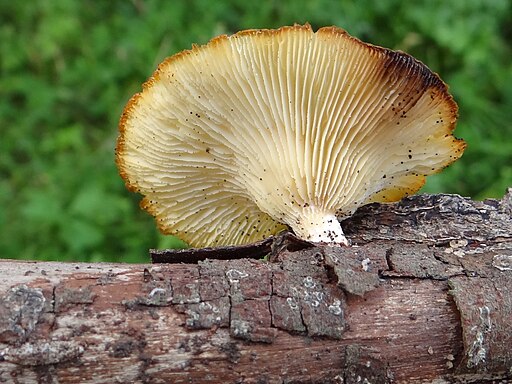 Anis-Sägeblättling, Neofavolus suavissimus