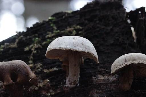 Harziger Sägeblättling, Neolentinus adhaerens