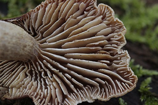 Harziger Sägeblättling, Neolentinus adhaerens