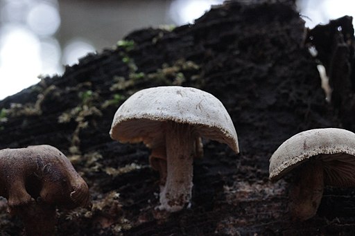 Harziger Sägeblättling, Neolentinus adhaerens