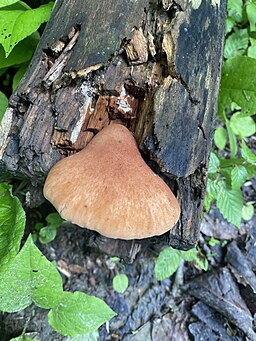 Becherförmiger Sägeblättling, Neolentinus degener