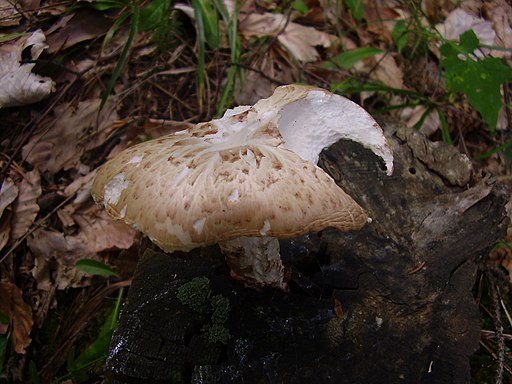 Schuppiger Sägeblättling, Neolentinus lepideus