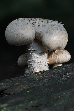 Schuppiger Sägeblättling, Neolentinus lepideus