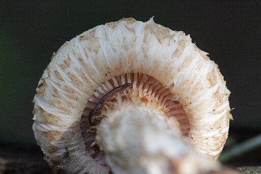 Schuppiger Sägeblättling, Neolentinus lepideus