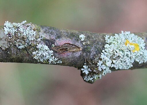 Obstbaumkrebs, Neonectria ditissima