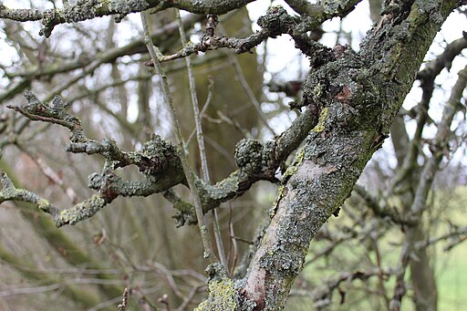 Obstbaumkrebs, Neonectria ditissima