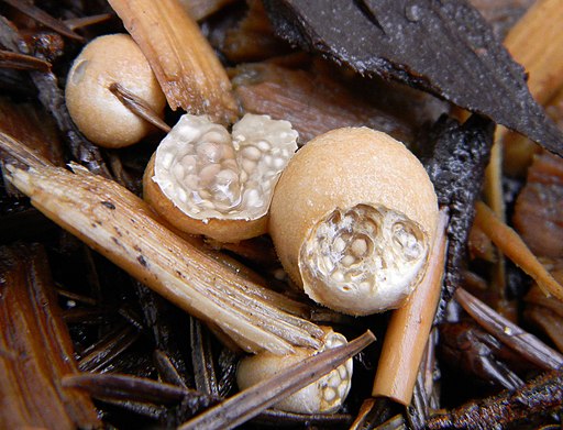 Vollgestopfter Nestling, Nidularia deformis