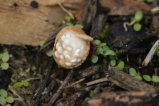 Vollgestopfter Nestling, Nidularia deformis
