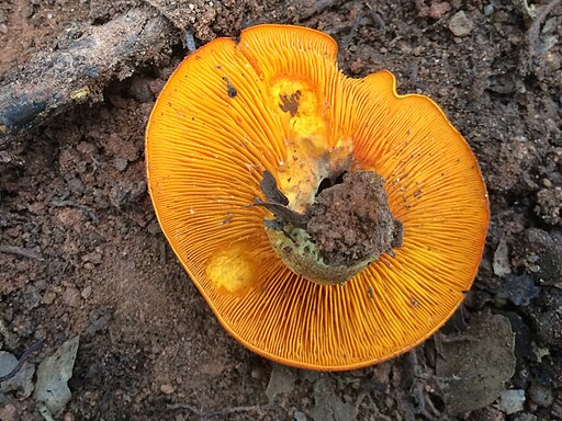Dunkler Ölbaumtrichterling, Omphalotus olearius