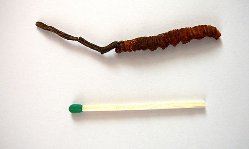 Chinesischer Raupenpilz, Ophiocordyceps sinensis