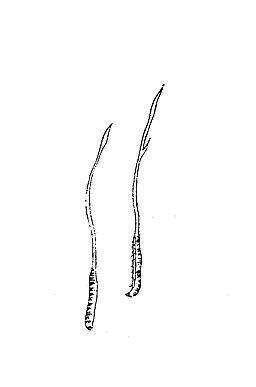 Chinesischer Raupenpilz, Ophiocordyceps sinensis