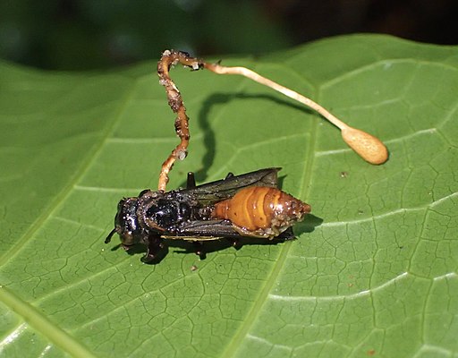 Wespen-Kernkeule, Ophiocordyceps sphecocephala