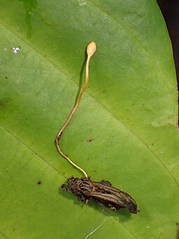 Wespen-Kernkeule, Ophiocordyceps sphecocephala