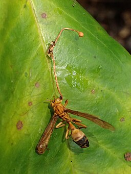Wespen-Kernkeule, Ophiocordyceps sphecocephala