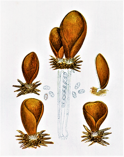 Hasen-Öhrling, Otidea leporina