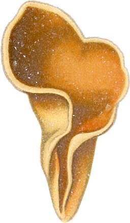 Hasen-Öhrling, Otidea leporina
