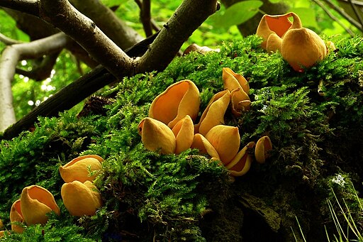 Eselsohr (Pilz), Otidea onotica