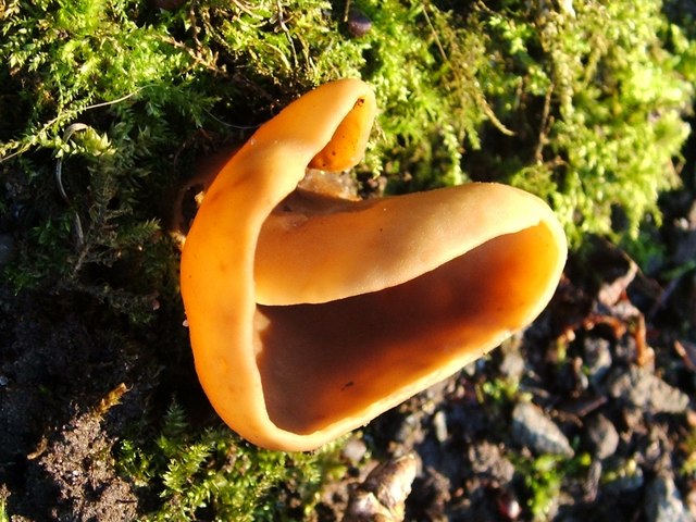 Eselsohr (Pilz), Otidea onotica