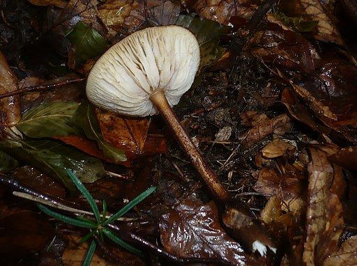 Schwarzhaariger Wurzelrübling, Oudemansiella melanotricha