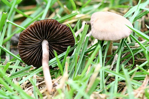 Heudüngerling, Panaeolina foenisecii