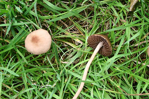 Heudüngerling, Panaeolina foenisecii