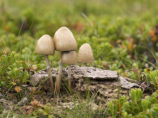 Düngerlinge, Panaeolus