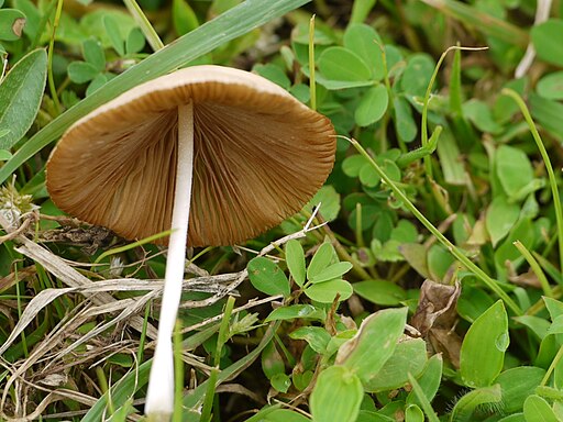 Düngerlinge, Panaeolus