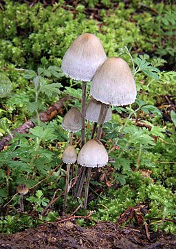 Behangener Düngerling, Panaeolus papilionaceus