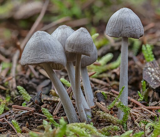 Behangener Düngerling, Panaeolus papilionaceus
