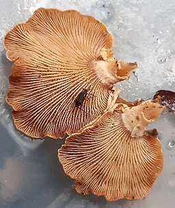Herber Zwergknäueling, Panellus stypticus
